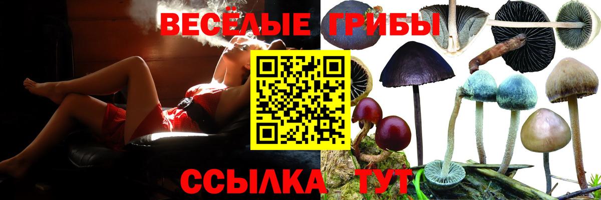 Псилоцибиновые грибы Psilocybine cubensis  Галлюциногенные грибы прущие грибы  Топки  Вход с VPN 